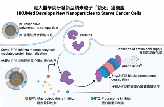 The HKUMed researchers engineered pH-responsive polymeric nanoparticles that release drugs to block both protein uptake and degradation, effectively inducing cancer starvation.
 